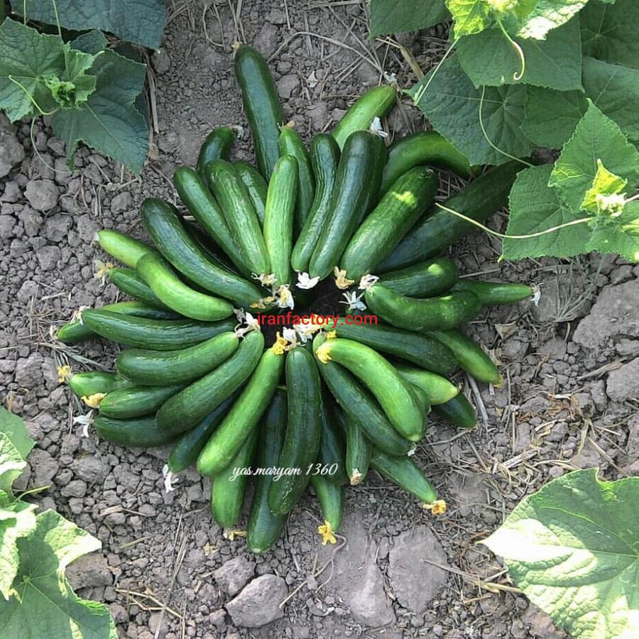 گل گیر خیار2