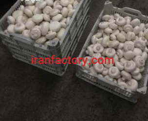 واگذاری کارگاه تولیدی و برند فروش قارچ خوراکی اهواز5
