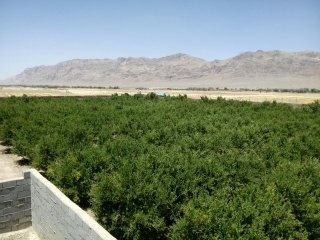 فروش مرغداری در شهرضا5