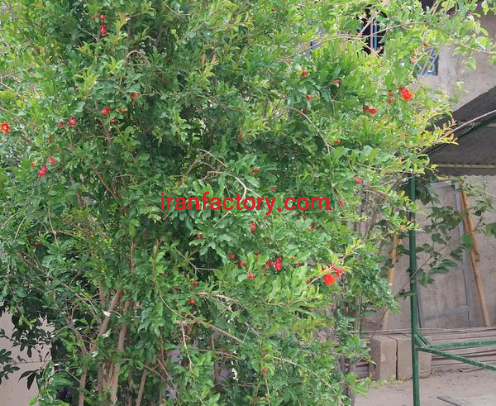 فروش کارگاه 900 متری در تهران1