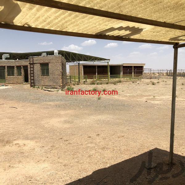 فروش دامداری در کشتارگاه صنعتی فساران1