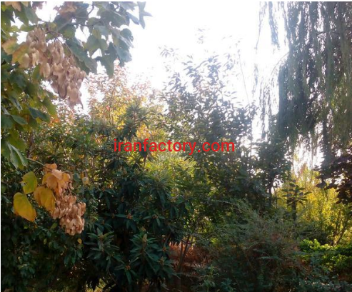 فروش 20000 متر  مجموعه صنعتی وکشاورزی در کرج3