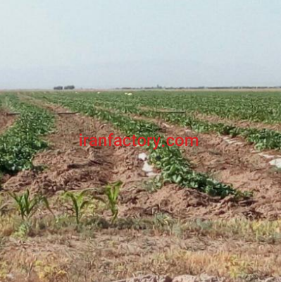 فروش 7 هکتار زمین برای گاوداری و پرورش شترمرغ قزوین1