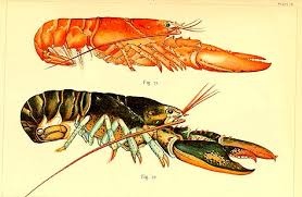 پخش لابستر شاخکدار صید روز0