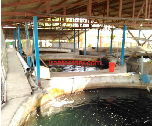 فروش 500 متر استخر پرورش ماهی در ساری0