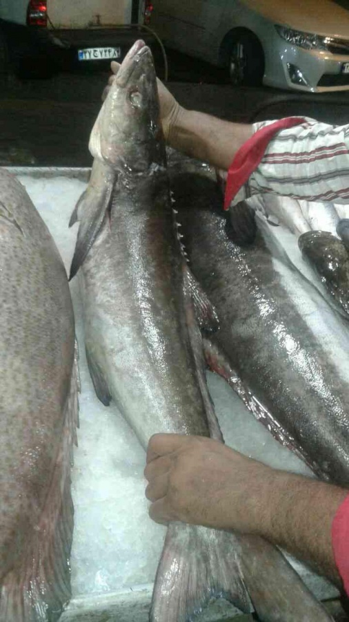 ماهی سکلا(سکن)0