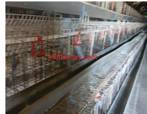 تولید قفس طیور0