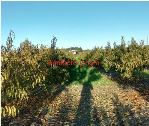 فروش 20000 متر باغ شلیل و حوضچه پرورش ماهی در ساری5