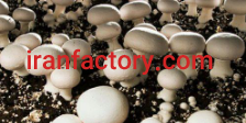 جذب سرمایه گذار جهت پرورش قارچ در اصفهان0