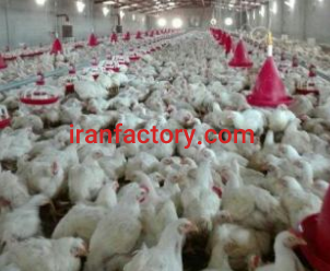 فروش 2 هکتار مرغداری صنعتی در کرمانشاه2