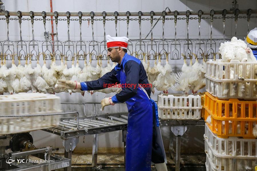 فروش کشتارگاه طیور مرغ3