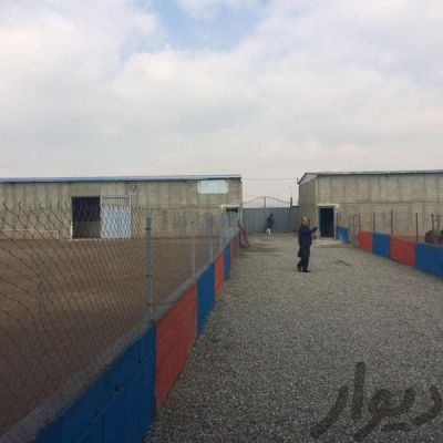 فروش مجتمع پرورش شتر مرغ در تهران ایوانکی0