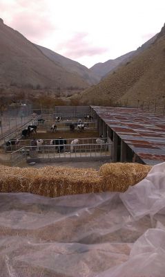 فروش گاوداری در فیروزکوه0