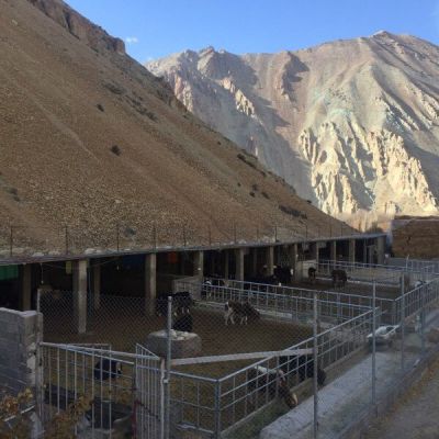 فروش گاوداری در فیروزکوه2