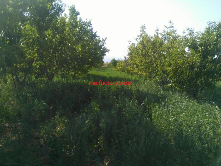 زمین زراعی و باغی 4/4 هکتار در شهرستان خوی4