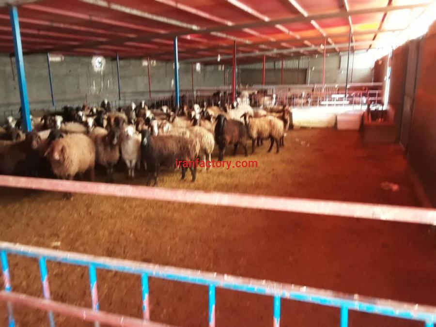 فروش دامداری در تیران اصفهان3