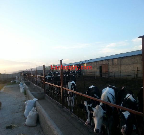 فروش گاوداری صنعتی ۲۰۰ راسی شیری در زنجان1