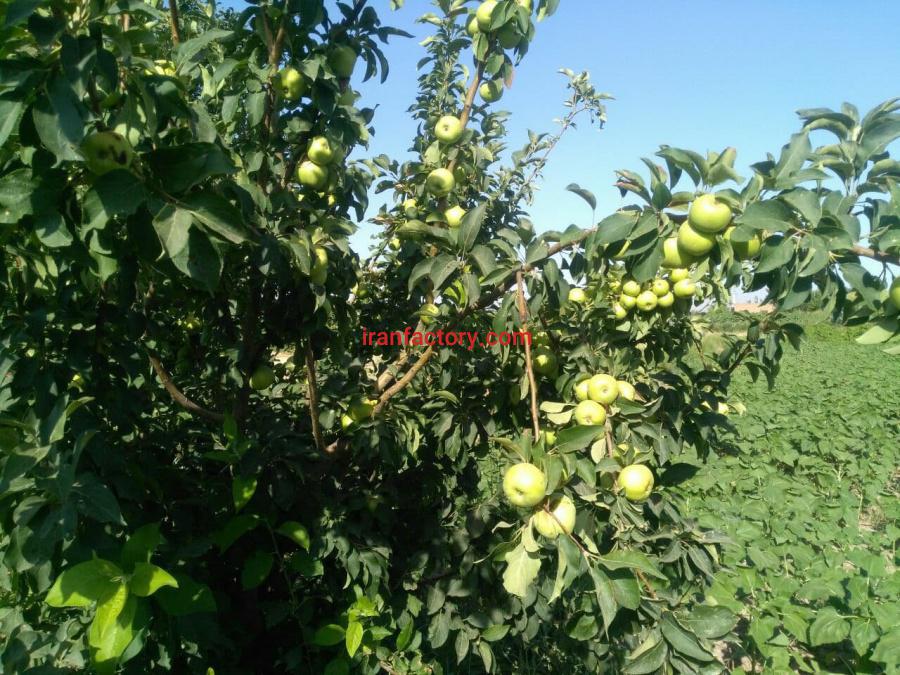 زمین زراعی و باغی 4/4 هکتار در شهرستان خوی6