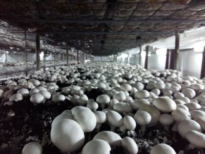 فروش کارخانه قارچ در استان قزوین  - معاوضه کارخانه قارچ با ملک و ویلا1