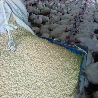 فروش مرغداری - با ظرفیت 14000 گوشتی نرسیده به اراک1