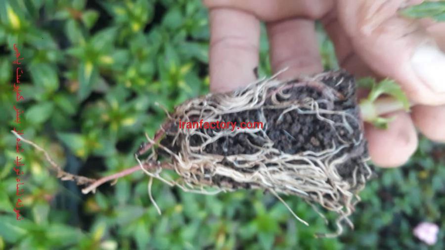 تولید کود ارگانیک سلولزی خاک برگ پاجی3