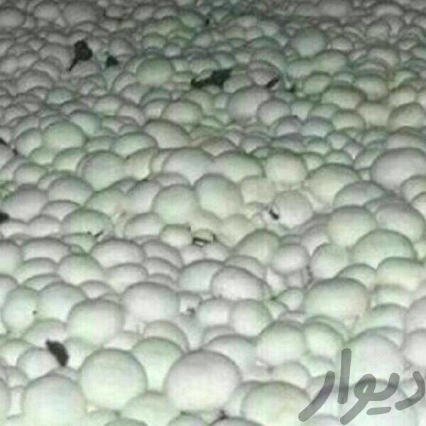 فروش کارخانه تولید و پرورش قارچ در فیروزکوه3