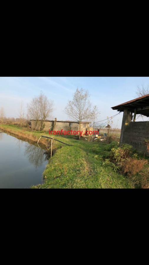 فروش پرورش ماهی در فومن5