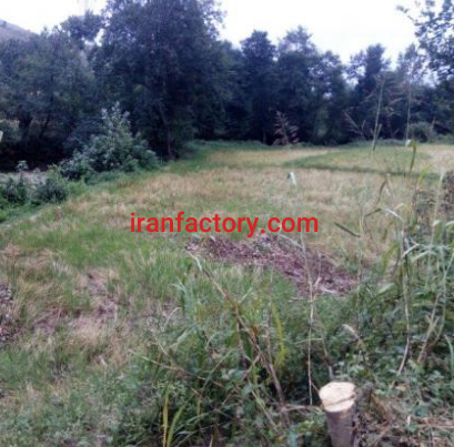 فروش 1500 متر زمین شالی وصل به رودخانه ی تجن برای پرورش ماهی1