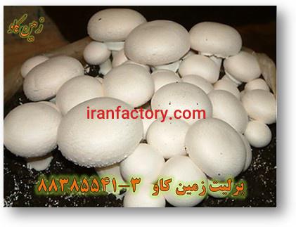 پرلیت در پرورش قارچ خوراکی perlite0