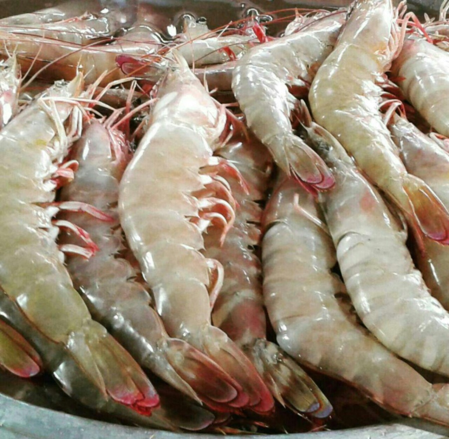 شاه میگو صادراتی0