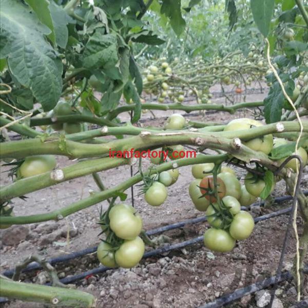 فروش گلخانه صیفی جات در اصفهان2