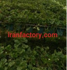 فروش یا اجاره 5225 متر گلخانه در تهران1