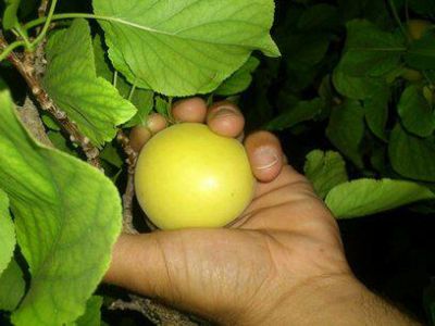 فروش 300 تن زردالو درجه یک 0