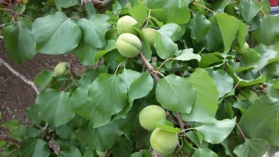 فروش 300 تن زردالو درجه یک 1