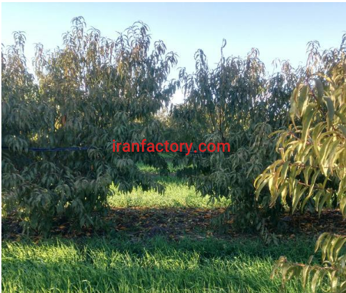 فروش 20000 متر باغ شلیل و حوضچه پرورش ماهی در ساری2