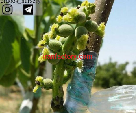تولید کننده نهالهای پیوندی0