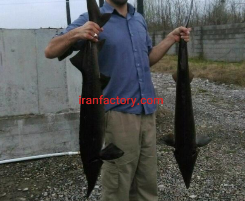 فروش 1508 متر مجموعه پرورش ماهی قزل آلا و خاویاری در رشت3