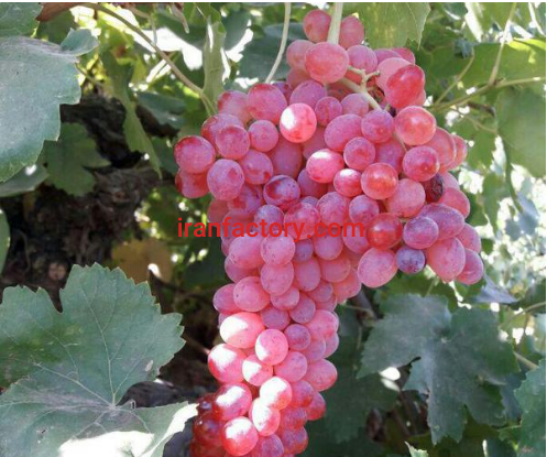 فروش دو هکتار استخر پرورش ماهی و گلخانه در قزوین3