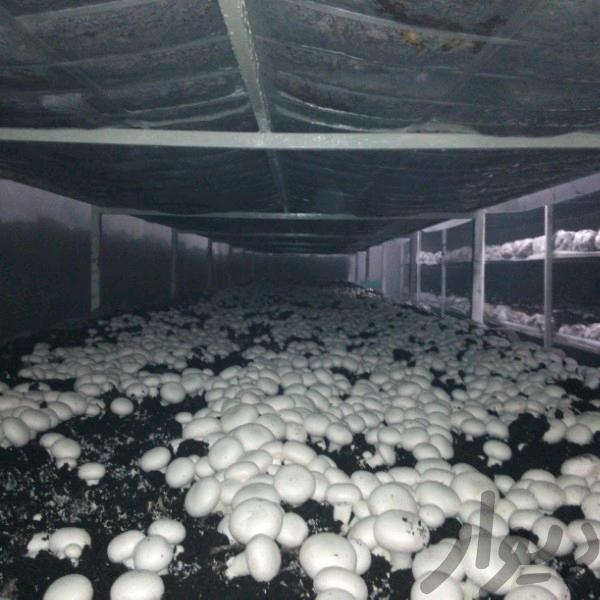 فروش کارخانه قارچ خوراکی در بوشهر1