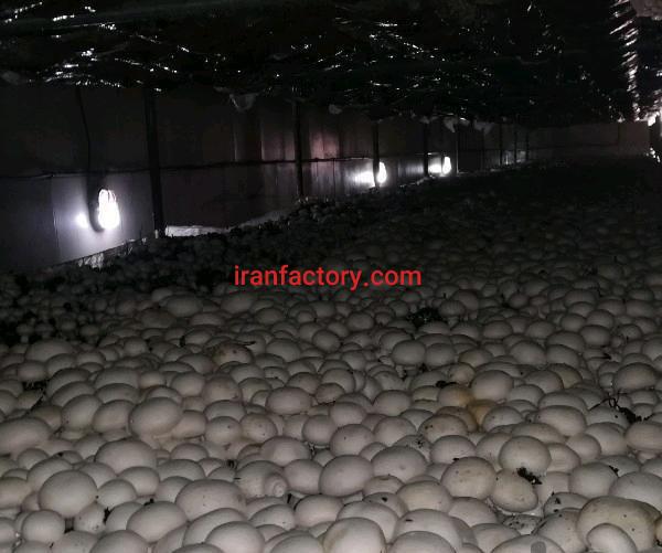 فروش کارخانه تولید قارچ در اصفهان0