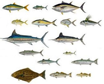 فروش ماهی سکلا صید روز0