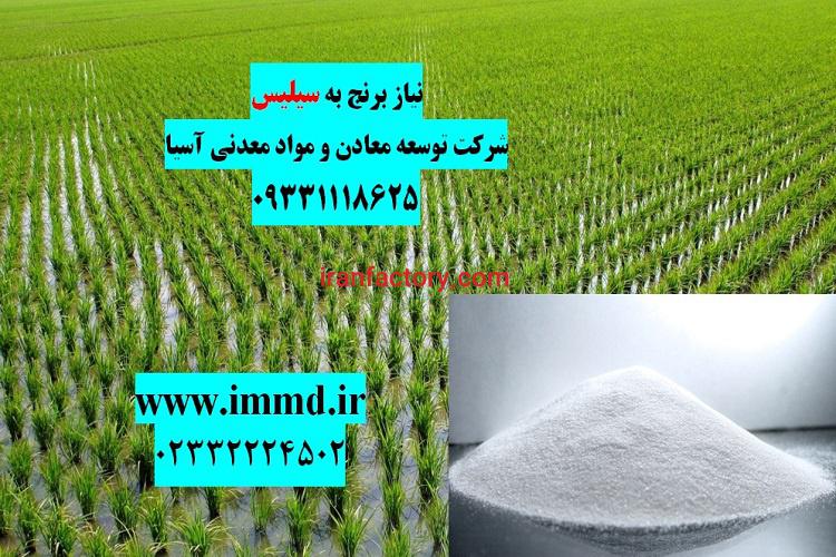 سیلیس برای کشت برنج0