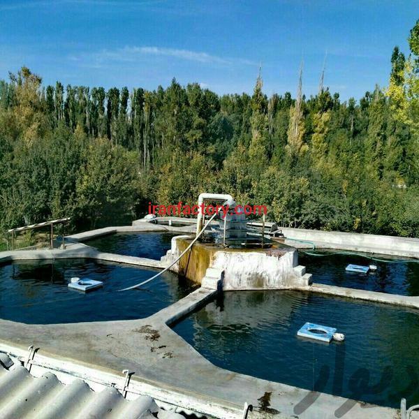 فروش پرورش ماهی قزل آلا در تبریز0