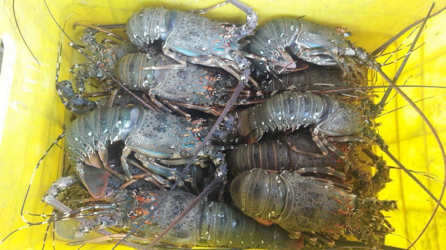 لابستر شاخکدار0