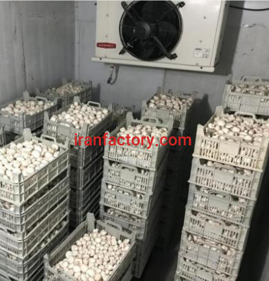 واگذاری کارگاه تولیدی و برند فروش قارچ خوراکی اهواز1