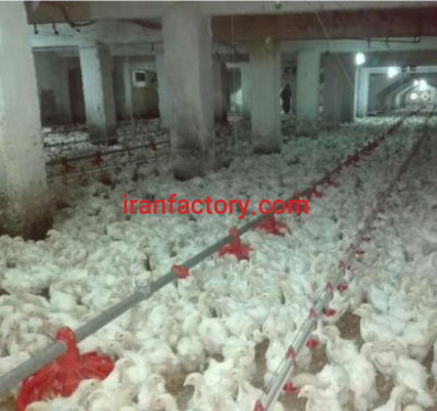 فروش 10700 متر مرغداری در گرمسار2