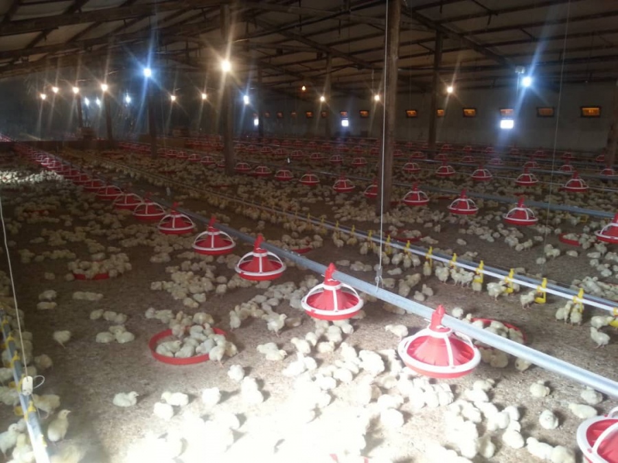 فروش مرغداری گوشتی 70 هزار متر مکعب در قزوین1