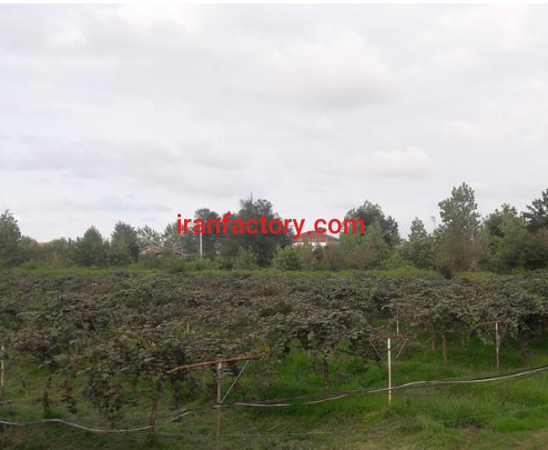 فروش 15670 مترباغ کیوی و پرورش ماهی در رودسر4