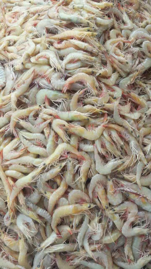 فروش عمده میگو0