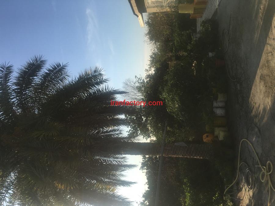 باغ مرکبات چهار هکتارى قائم شهر2